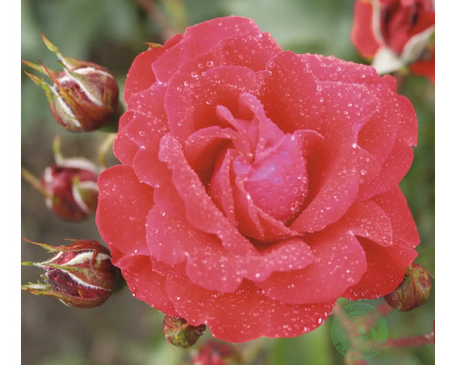 Ros OMNIA GARDEN Rosa Nina Weibull 'Poulwei' (Floribunda-Gruppen) 1-pack Blommande röd ros med vattendroppar på kronbladen och slutna knoppar.