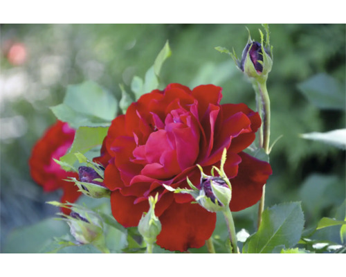 Närbild på en blommande röd ros med flera knoppar och gröna blad.