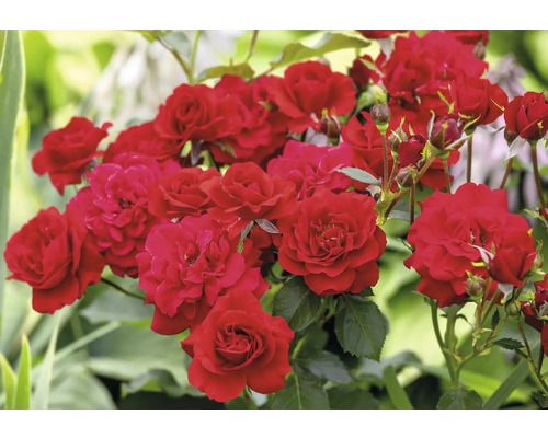 Blommande röda rosor med gröna blad och knoppar i en trädgård.