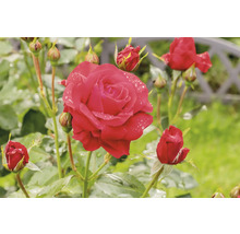 Blommande röd ros med vattendroppar på kronbladen och flera knoppar i en trädgård.