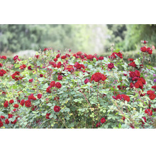 En tät rosenbuske med många röda blommor och gröna blad i en ljus trädgård.