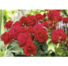 Blommande röda rosor med gröna blad och knoppar i en trädgård.