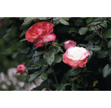 Tehybridros Nostalgie med tvåfärgade blommor, gräddvit mitt och körsbärsröd kant, mörkgröna blad.