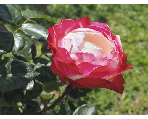 Närbild på en blommande ros med rödvita kronblad och gröna blad i en trädgård.