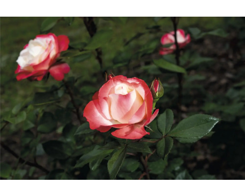 Tvåfärgade rosor med vita kronblad och röd kant på en rosenbuske med gröna blad i en trädgård.
