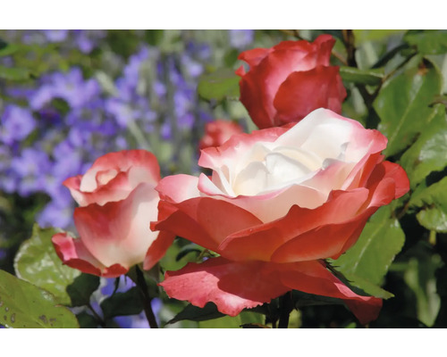 Rosor med vit-röda kronblad och gröna blad i trädgården.