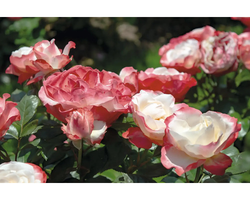 Tvåfärgade rosor med vita kronblad och rosa kanter i en rabatt.