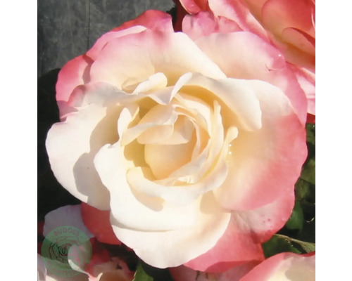 Ros OMNIA GARDEN Rosa Nostalgie 'Taneiglat' (Tehybrid-Gruppen) 1-pack Ädelros med fylld blomma i vitt och rosa.