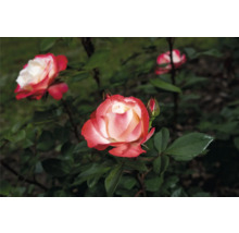 Tvåfärgade rosor med vita kronblad och röd kant på en rosenbuske med gröna blad i en trädgård.