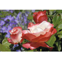 Rosor med vit-röda kronblad och gröna blad i trädgården.