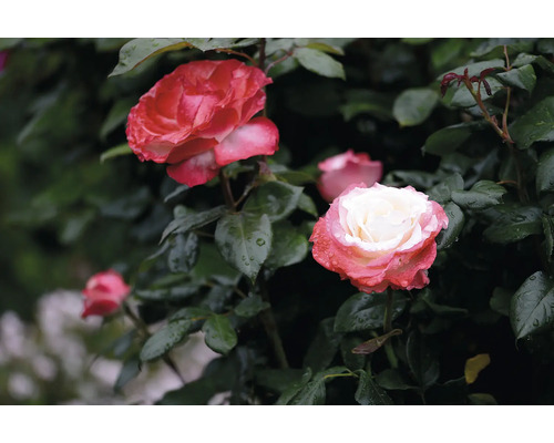 Tehybridros Nostalgie med tvåfärgade blommor, gräddvit mitt och körsbärsröd kant, mörkgröna blad.