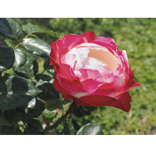 Närbild på en blommande ros med rödvita kronblad och gröna blad i en trädgård.