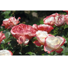 Tvåfärgade rosor med vita kronblad och rosa kanter i en rabatt.