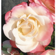 Ädelros med fylld blomma i vitt och rosa.