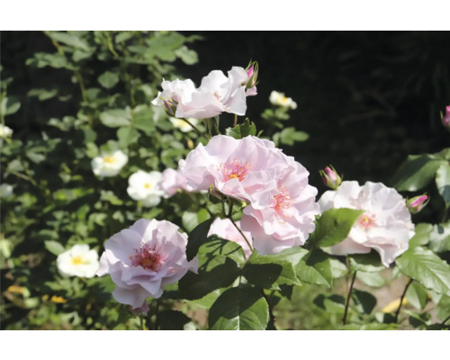 Ljusrosa rosor på en buske med gröna blad.