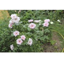 Blommande buskros med ljusrosa blommor och gul mitt i en grön trädgård.