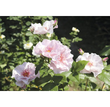 Ljusrosa rosor med synliga ståndare och gröna blad i en trädgård.