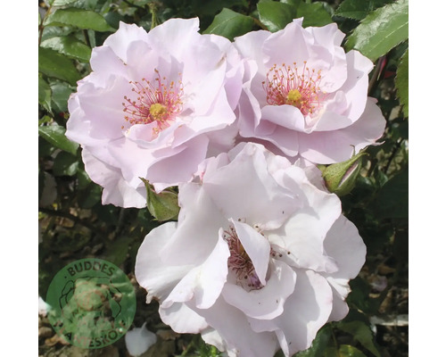 Tre blommande ljusrosa rosor med gula ståndare och gröna blad.