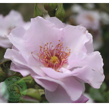 Blommande ros med ljusrosa kronblad och gula ståndare. Buddes Planteskole Logo.