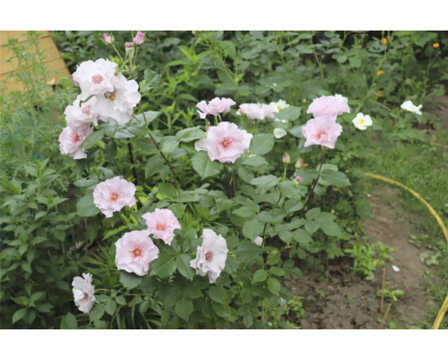 Blommande buskros med ljusrosa blommor och gul mitt i en grön trädgård.