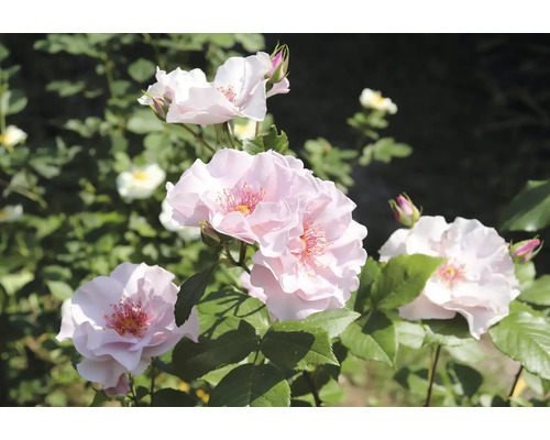 Ljusrosa rosor med synliga ståndare och gröna blad i en trädgård.
