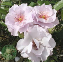 Tre blommande ljusrosa rosor med gula ståndare och gröna blad.