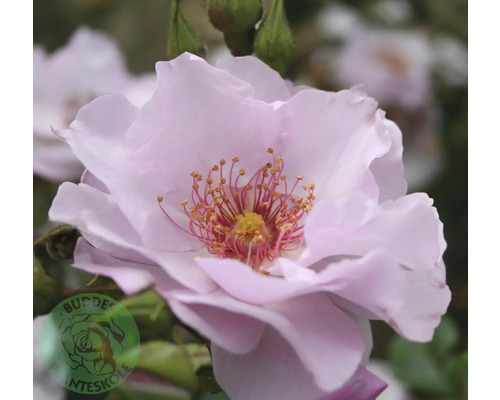 Ros OMNIA GARDEN Rosa ODYSSEY 'Franski' (Floribunda-Gruppen) 5-pack Blommande ros med ljusrosa kronblad och gula ståndare. Buddes Planteskole Logo.