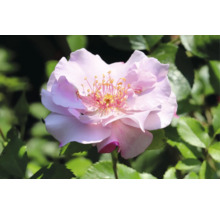 Närbild av en blommande ros med ljusrosa kronblad och en gul mitt framför gröna blad.