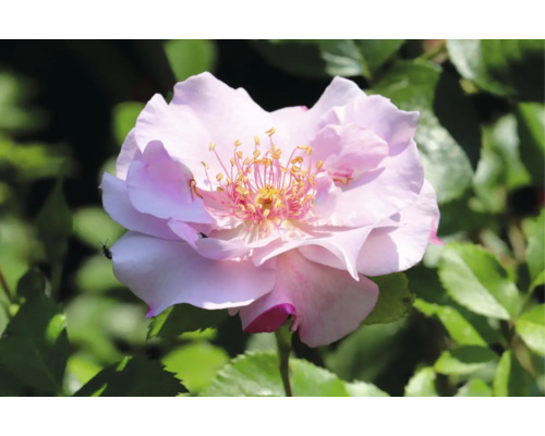 Närbild av en blommande ros med ljusrosa kronblad och en gul mitt framför gröna blad.