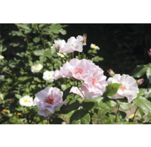 Ljusrosa rosor på en buske med gröna blad.