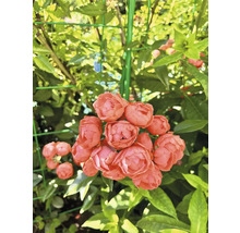 Klase med laxrosa rosor som växer på ett grönt spaljénät med gröna blad.