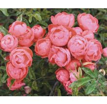 Laxrosa dvärgros med många fyllda blommor och gröna blad i trädgården.