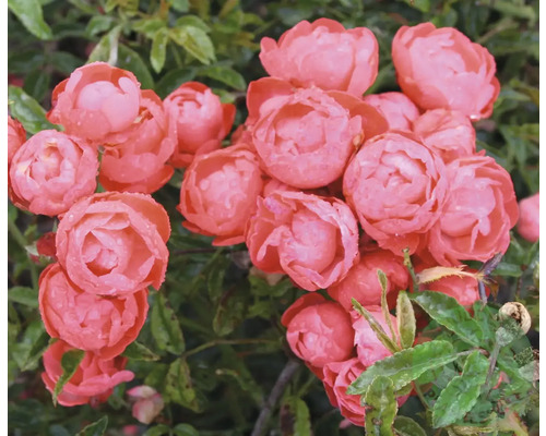 Laxrosa dvärgros med många fyllda blommor och gröna blad i trädgården.