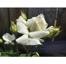 Blommande vit trädgårdsros med gröna knoppar på stjälkar framför ett trästaket.