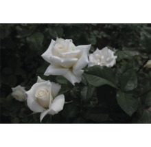 Vita rosor i full blom med mörkgröna blad i trädgården.