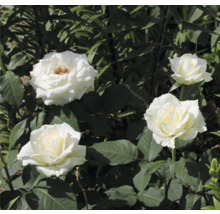 Vit storblommig tehybridros med flera blommor och gröna blad i en trädgårdsmiljö.