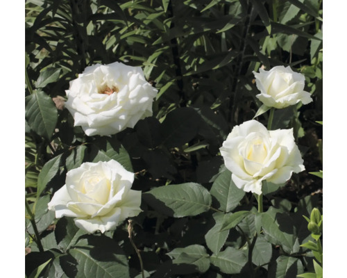 Vit storblommig tehybridros med flera blommor och gröna blad i en trädgårdsmiljö.