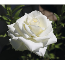 Vit ros i full blom.