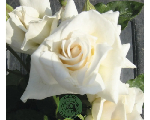 Vit ros med gröna blad och Buddes Plantskole Logo.