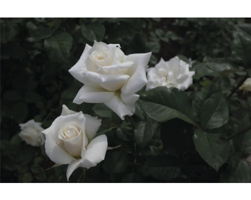 Vita rosor i full blom med mörkgröna blad i trädgården.