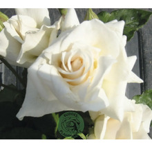 Vit ros med gröna blad och Buddes Plantskole Logo.