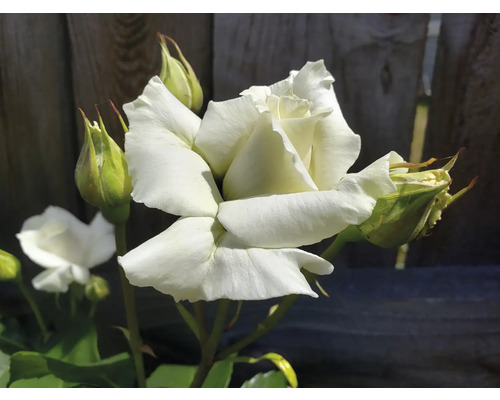 Blommande vit trädgårdsros med gröna knoppar på stjälkar framför ett trästaket.