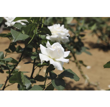 Vit ros i full blom på en rosenbuske med gröna blad i en trädgård.