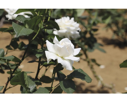 Vit ros i full blom på en rosenbuske med gröna blad i en trädgård.