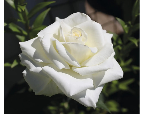 Vit ros i full blom.