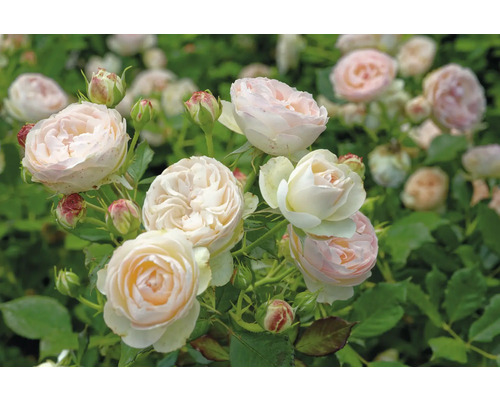 Ljusrosa rabattros i full blom med knoppar och gröna blad.