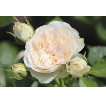 Blommande ros i gräddvitt med flera stängda knoppar.