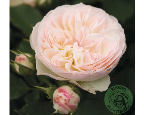 Blommande fylld ros i ljusrosa med knoppar. Buddes Planteskole Logo.