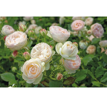 Ljusrosa rabattros i full blom med knoppar och gröna blad.