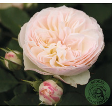 Blommande fylld ros i ljusrosa med knoppar. Buddes Planteskole Logo.